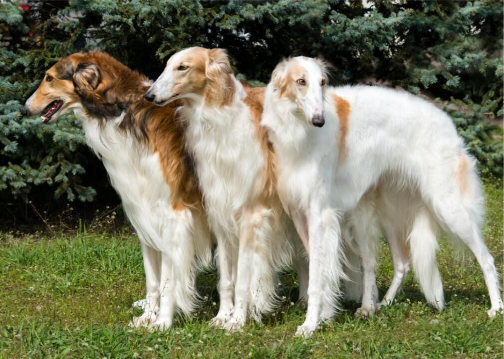 #8. Borzoi